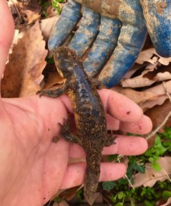 Tiger Salamander in the palm of an urban forester's hand.