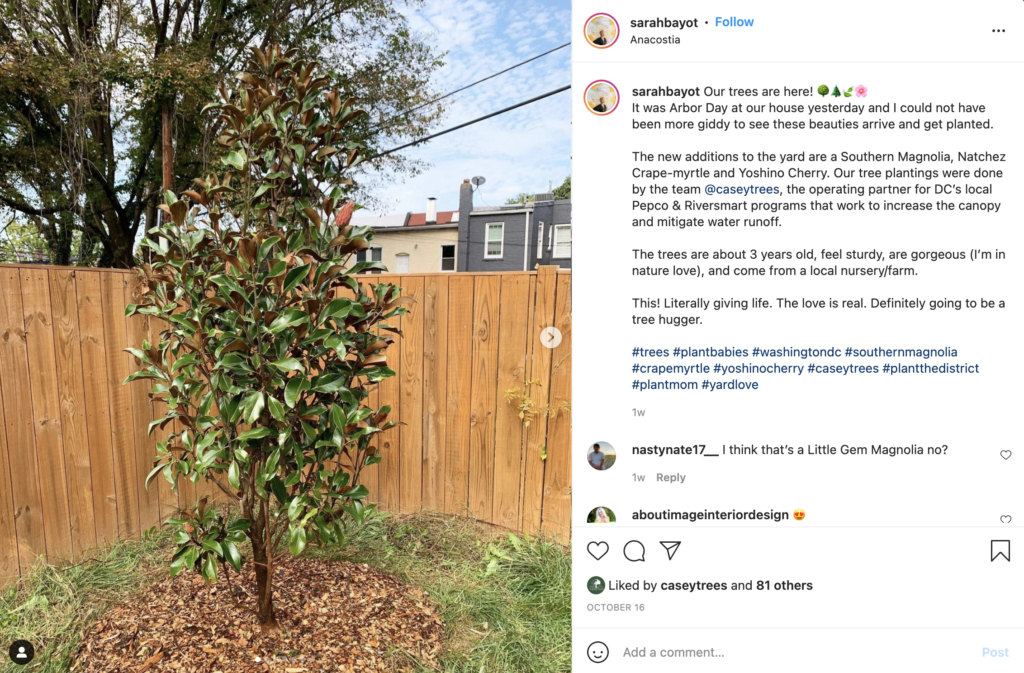 @sarahbayot instagram post - "our trees are here!" - photo of a 3 year magnolia just planted