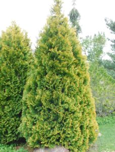 Arborvitae