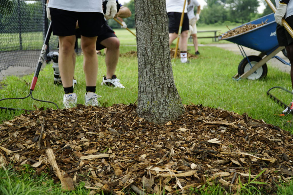 Tips on Keeping Happy, Healthy Trees this Summer - Casey Trees