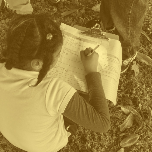 a student filling out a tree worksheet
