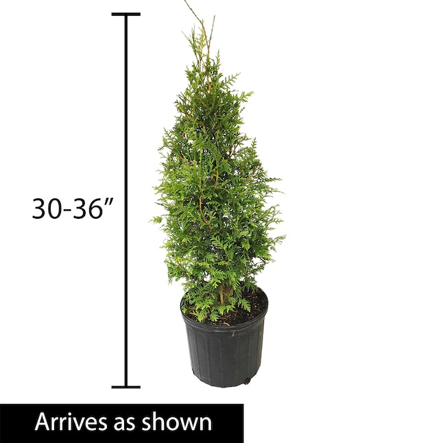 rebate-your-christmas-tree-casey-trees
