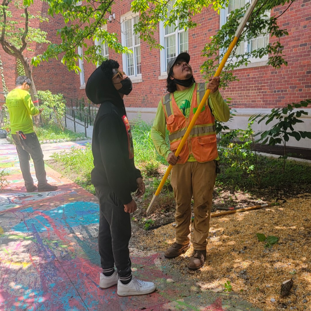 a crew member and a student pruning a tree