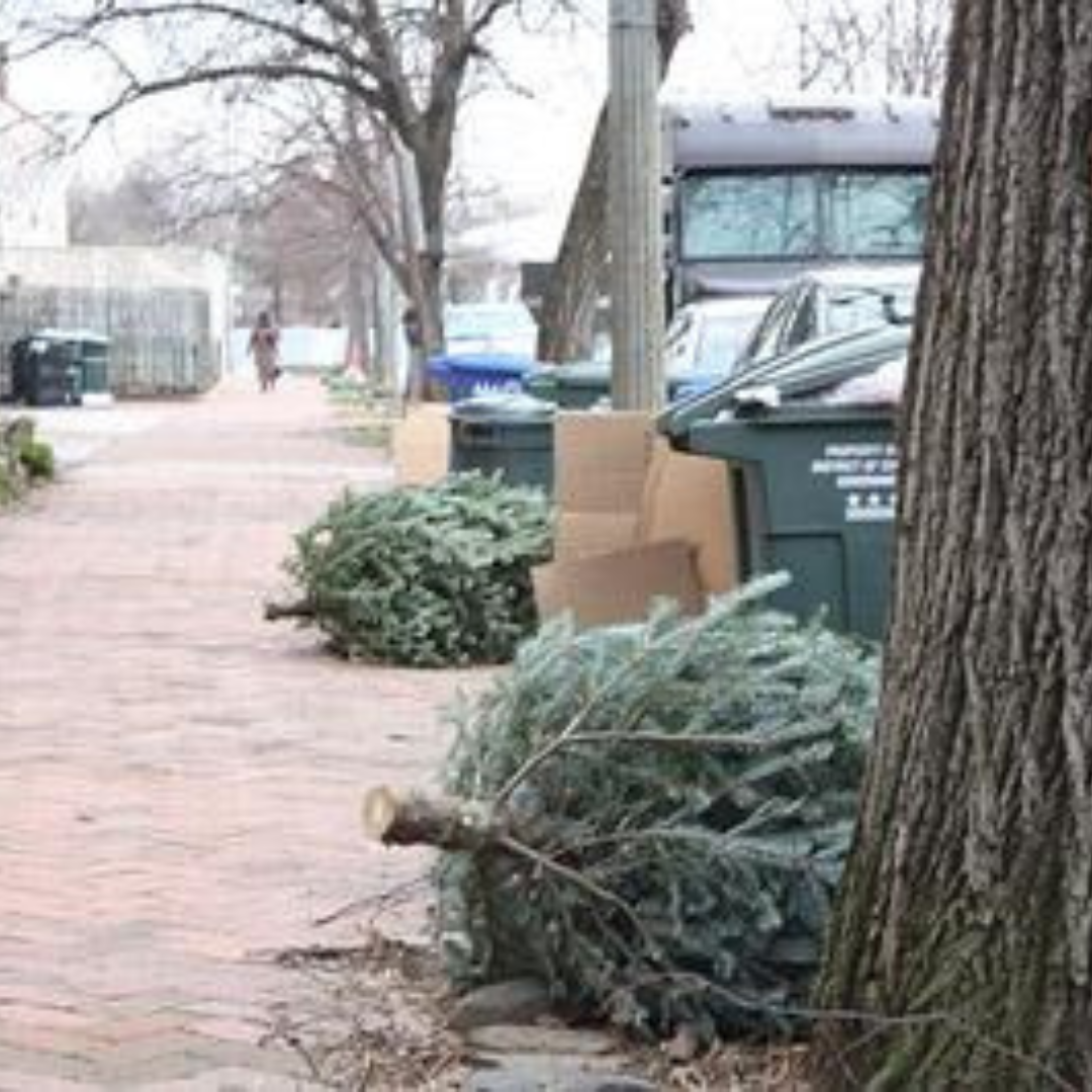 christmas trees, after christmas, out in the snow