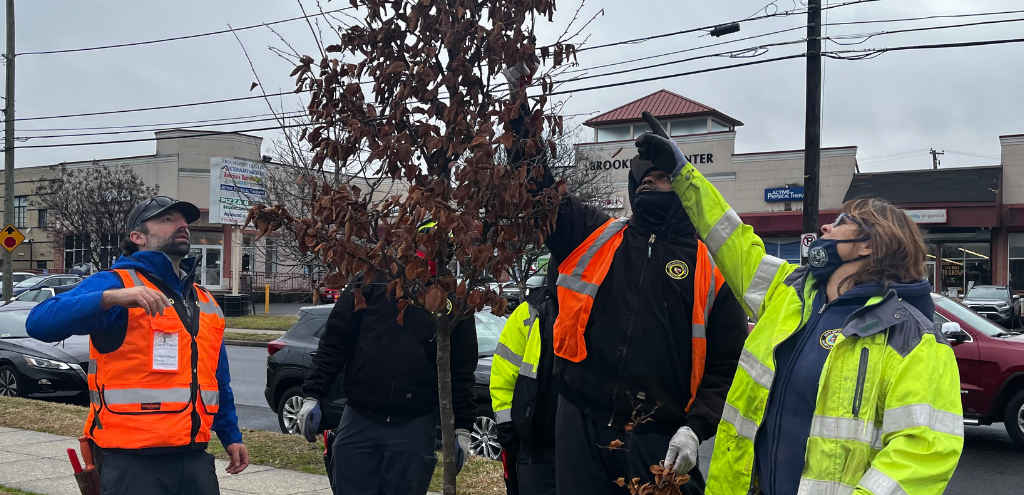 Partnering for Pruning - Casey Trees