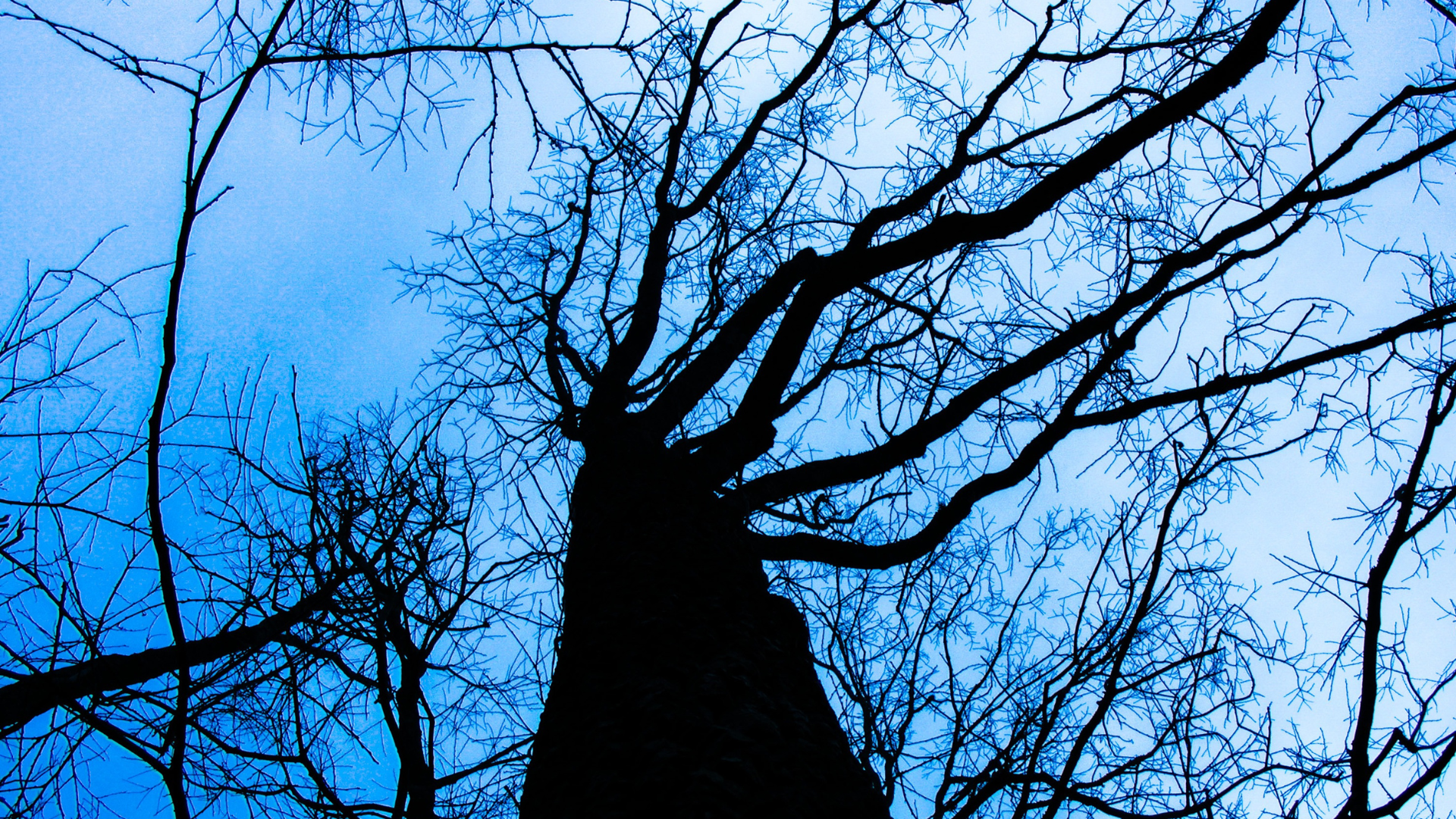 silhouette of a tree with no leaves
