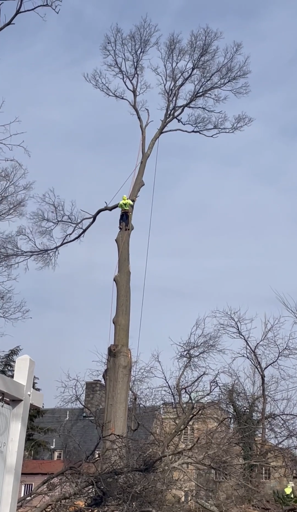 the illegal removal of a tree