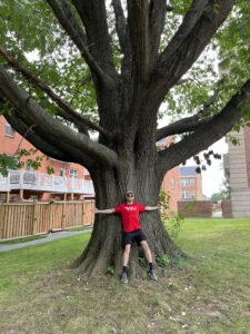 Memorable Mystical Trees - Casey Trees