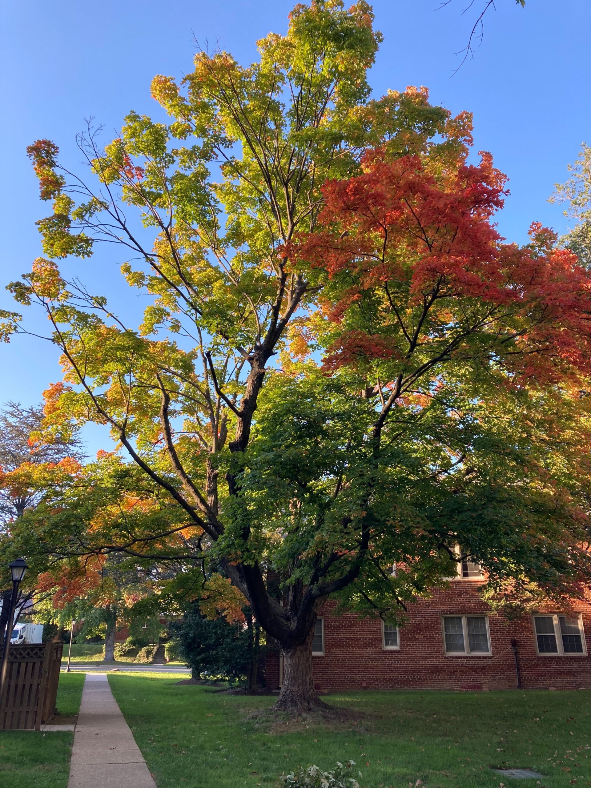 Memorable Mystical Trees - Casey Trees