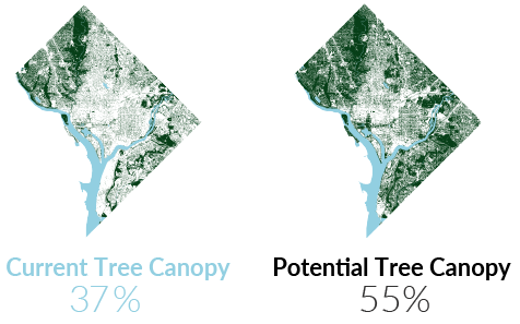 Current and Potential tree canopy