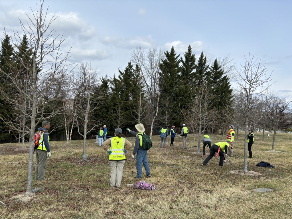 Trained volunteers pruning trees at Mount Olivet Cemetery.