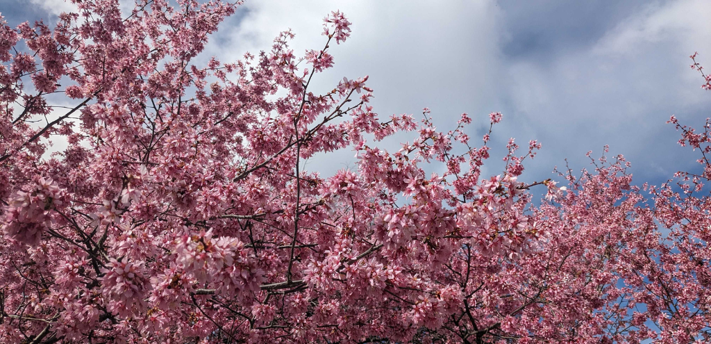 Cherry Tree in Bloom