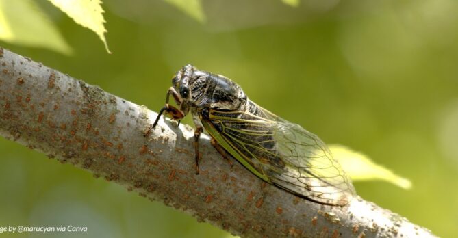 Dog-day cicada on a branch.