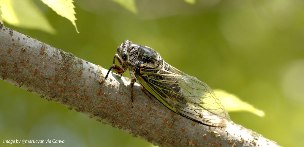 Dog-day cicada on a branch.