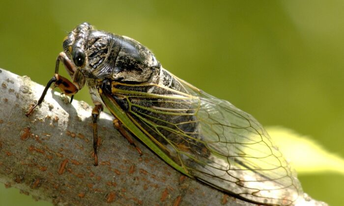 Dog-day cicada on a branch.