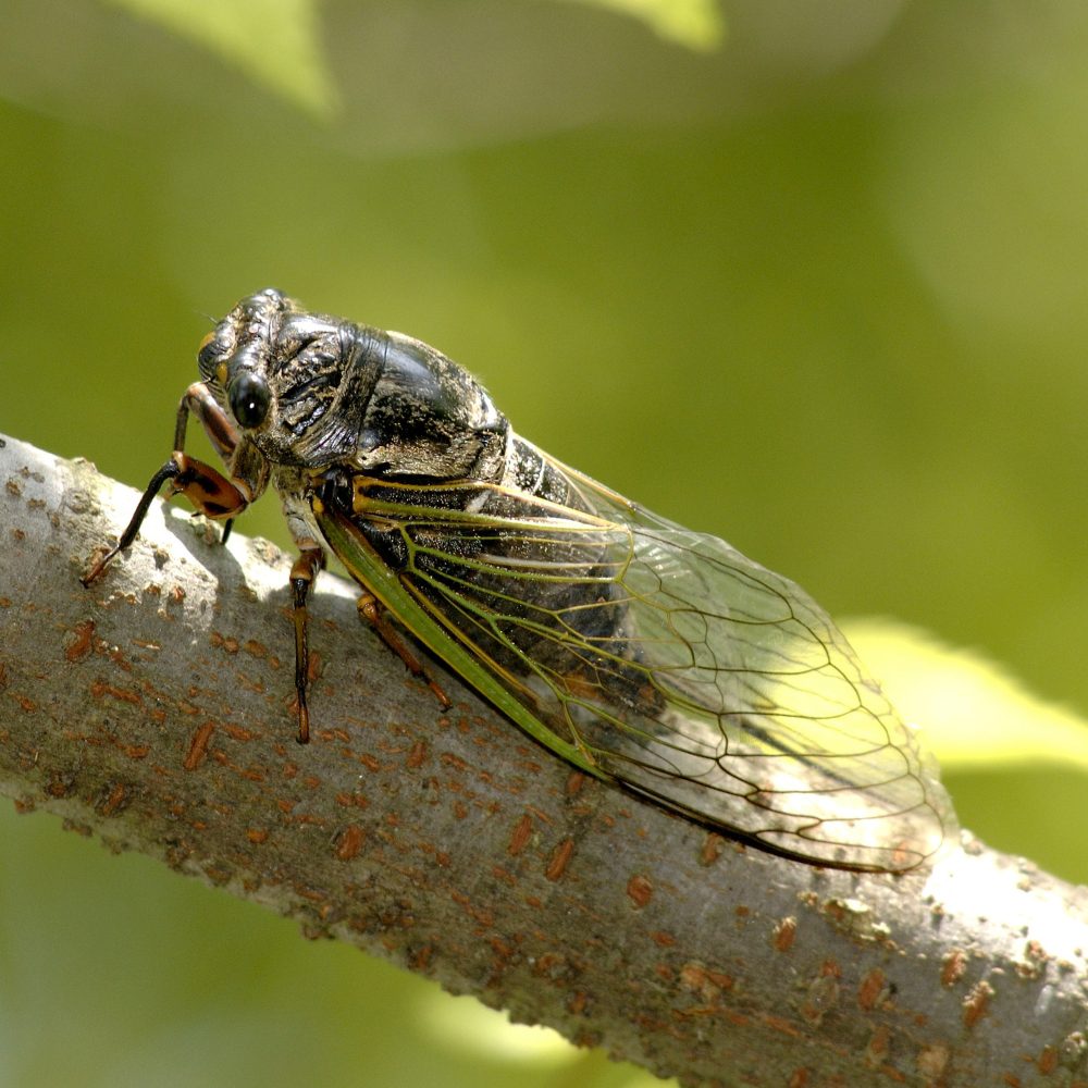 The Cicadas are Coming (but not to DC)! - Casey Trees