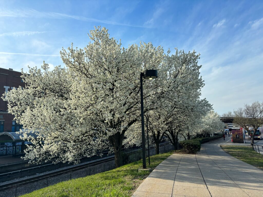 Bradford Pears located at the Brookland/CUA metro station.