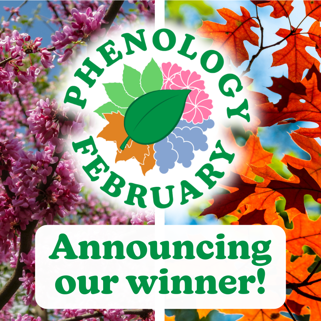 Phenology February, announcing our winner.
