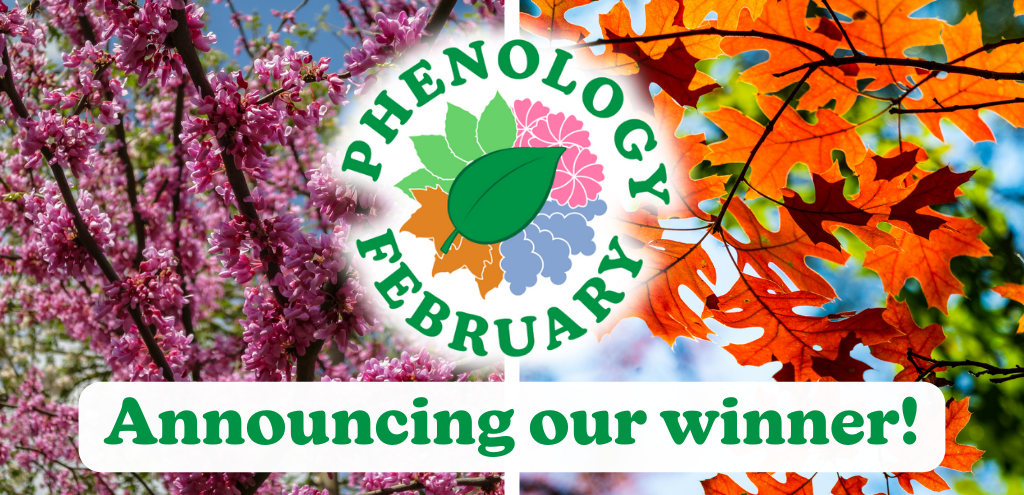 Phenology February, announcing our winner.