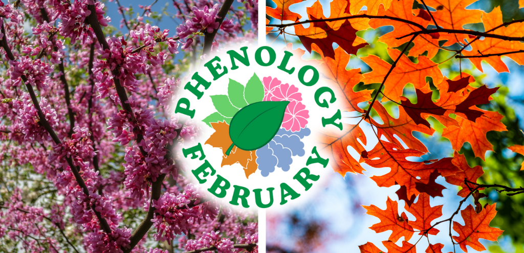 Phenology February: Final Round of Voting