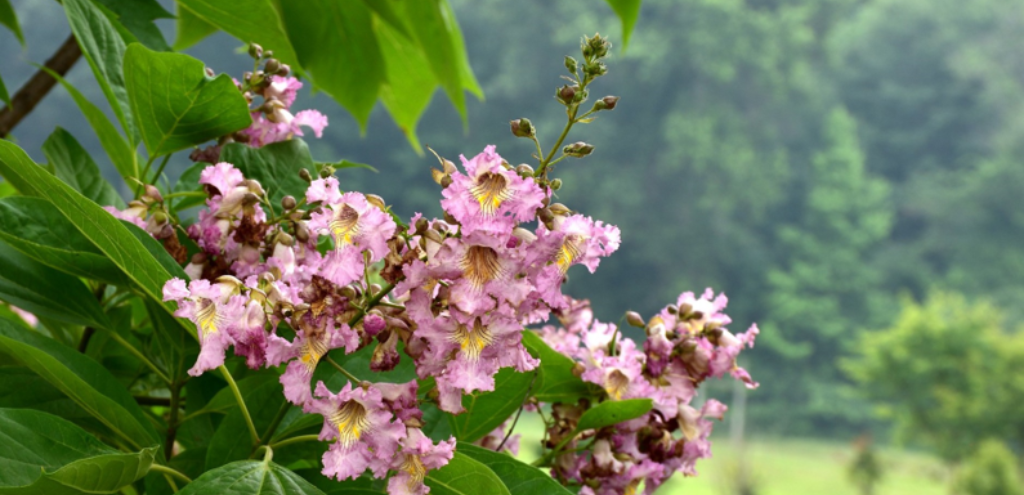 Strawberry Moon Chitalpa Blooms at the Casey Tree Farm - Casey Trees