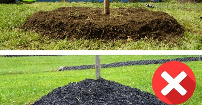 Photo comparing a near-perfect ring of mulch at the top and a bad volcano mulch at the bottom