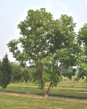 Strawberry Moon Chitalpa Blooms at the Casey Tree Farm - Casey Trees