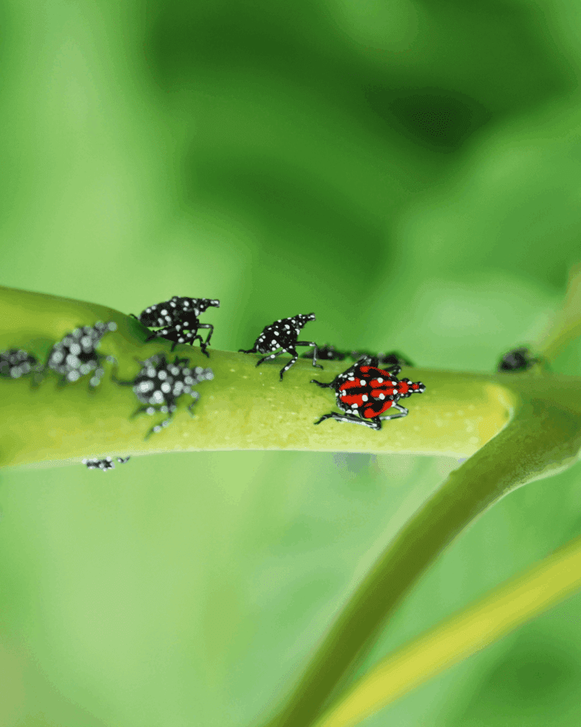 One spotted lanternfly seen in its final instar stage, when they take on a brilliant red color with black and white accents