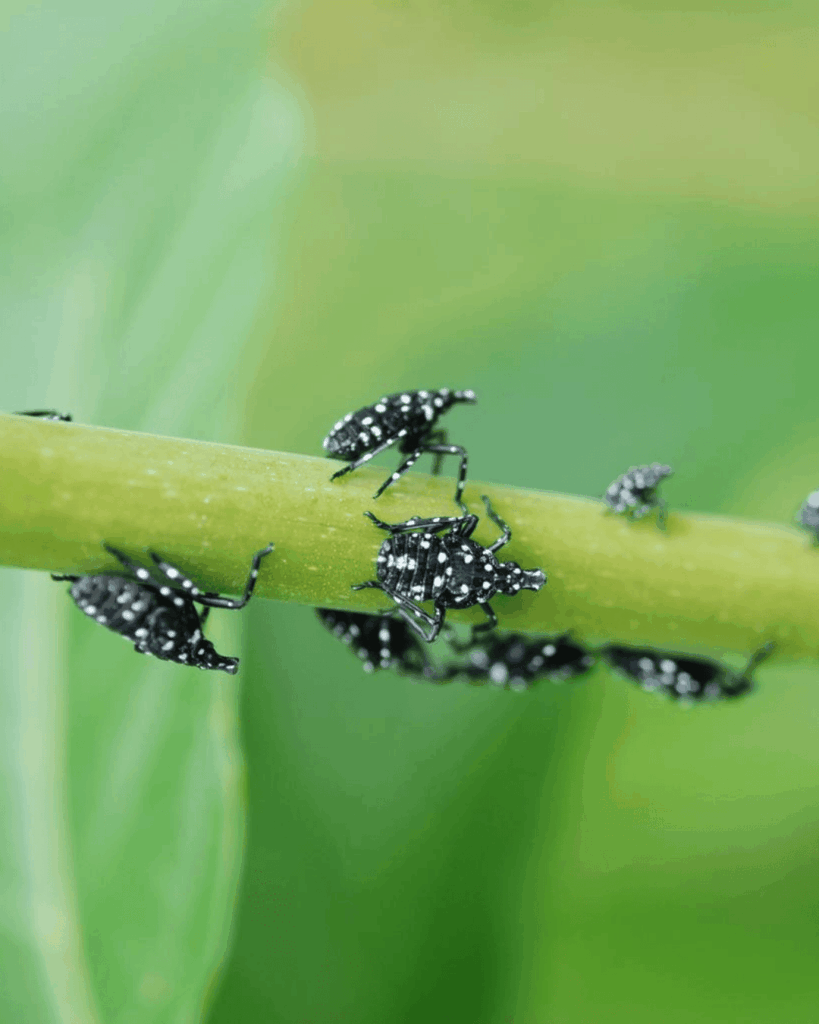 Early spotted lanternfly instars, which are black with white spots