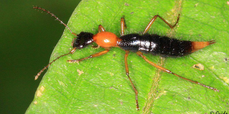 Bugging out - Casey Trees