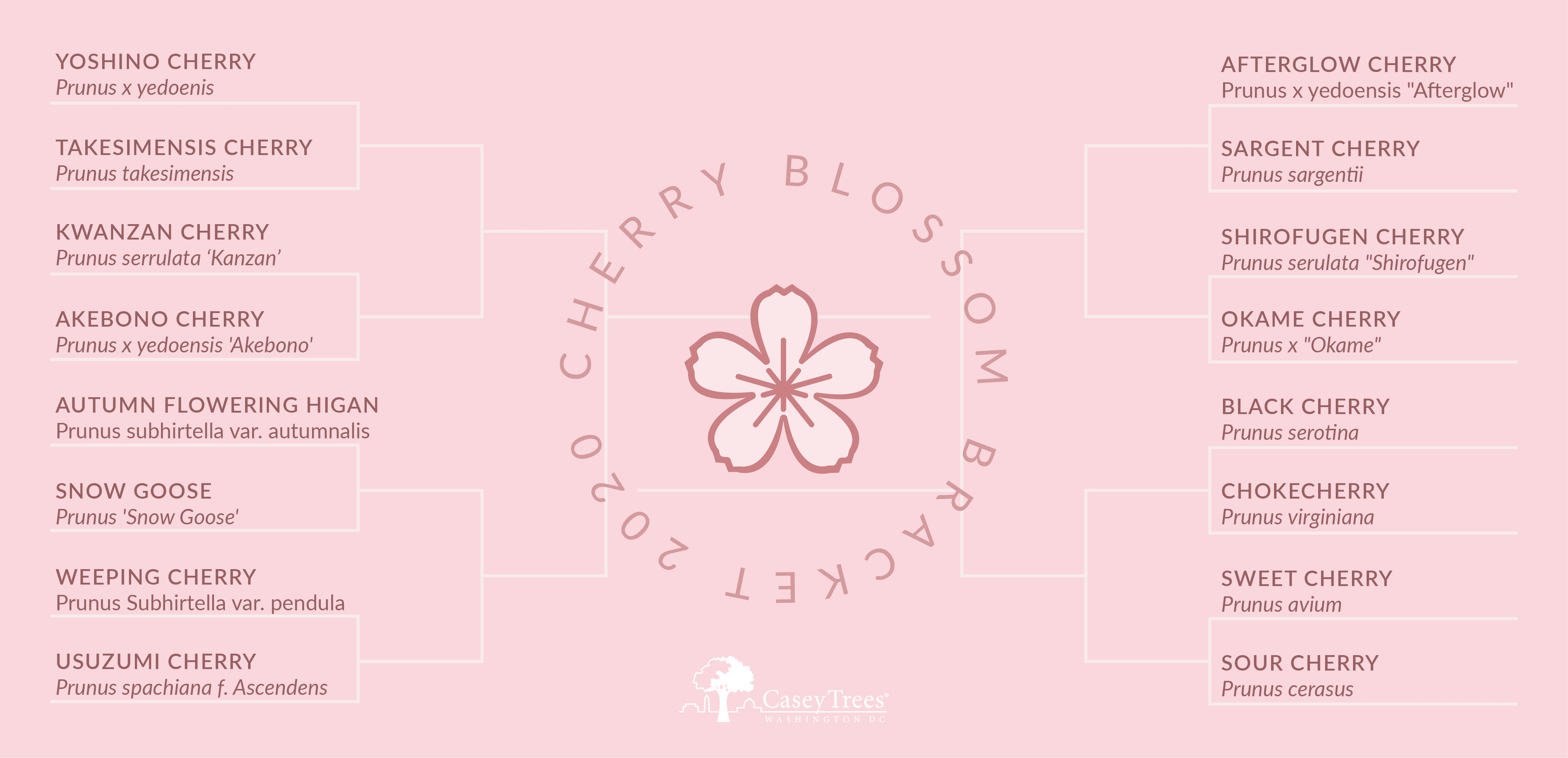 Winner of Cherry Blossom Bracket - Casey Trees