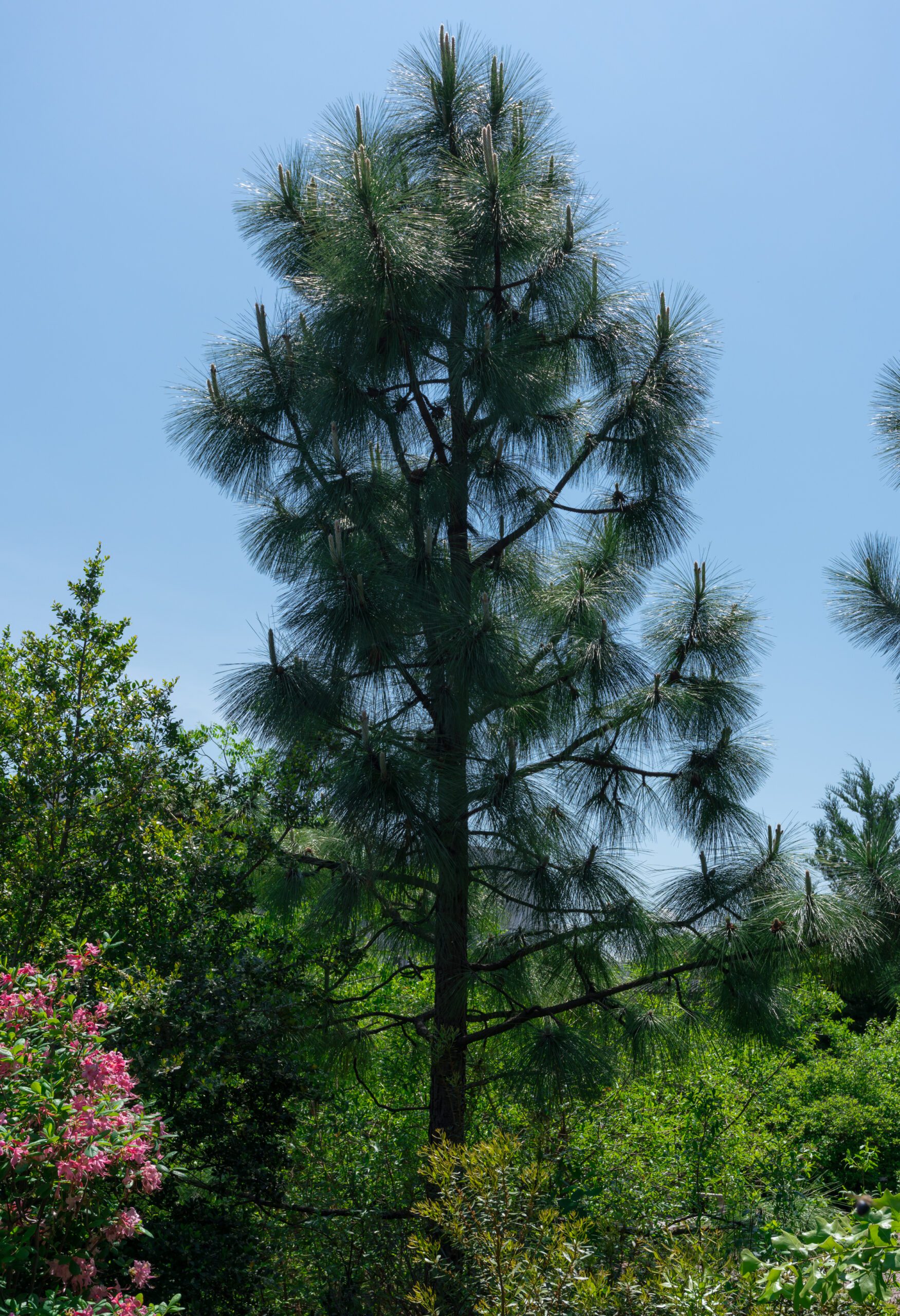loblolly pine