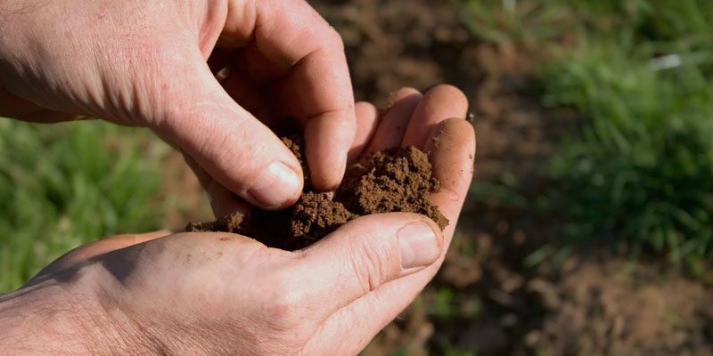 UDC to offer free soil testing - Casey Trees
