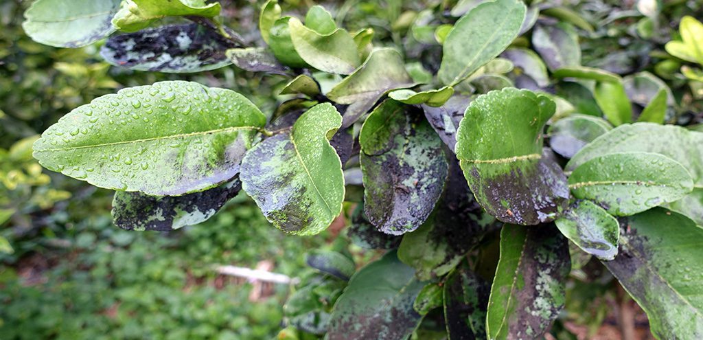 Top Tree Issue Don’t Panic! Common Tree Issues and How to Treat Them - Casey Trees