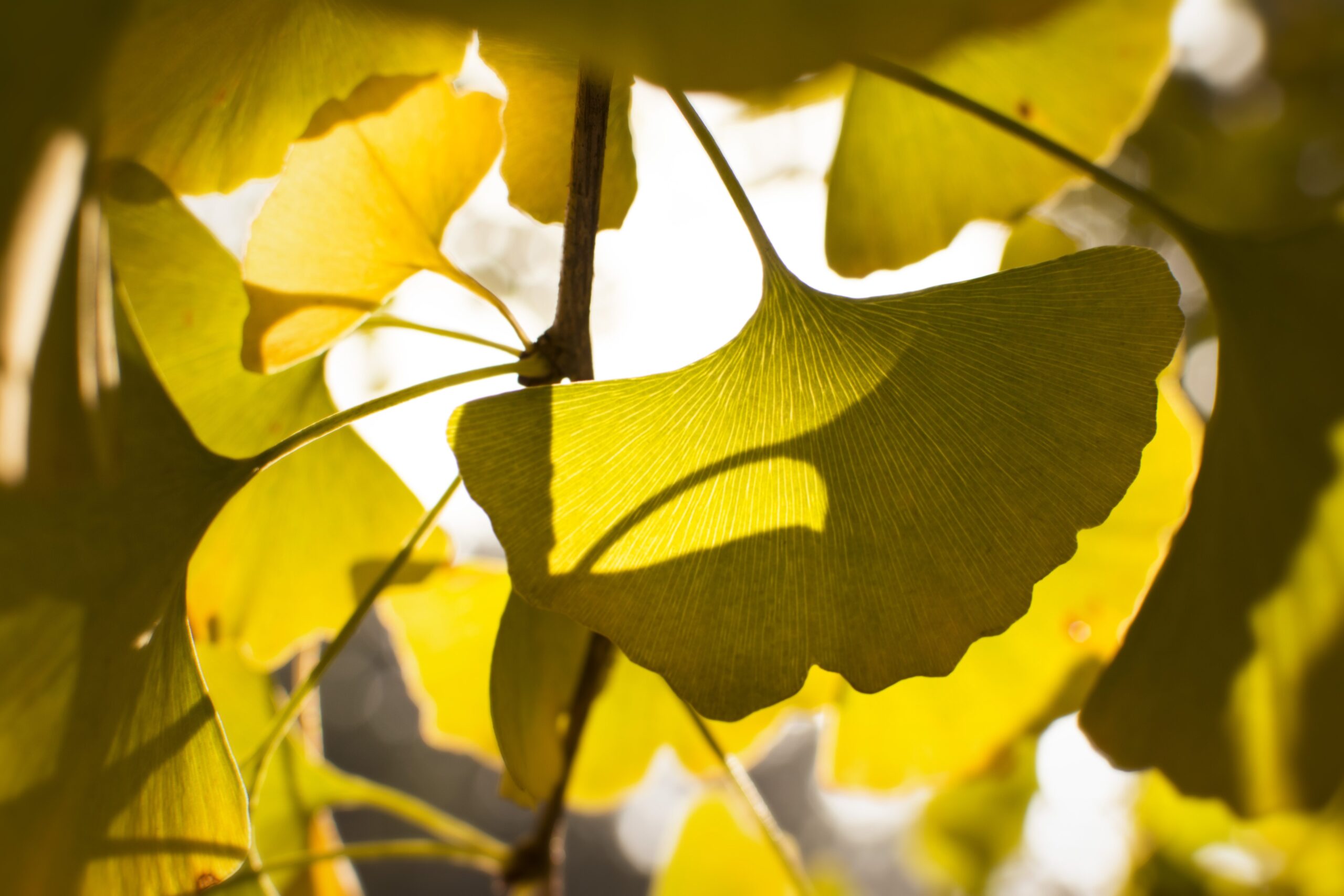 Tree of the Month: Ginkgo Biloba - Casey Trees