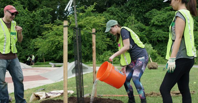 A woman watering a tree with a bucket