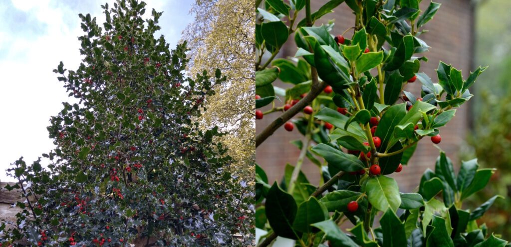 A collage of an American holly tree and a closeup of its leaves and berries.