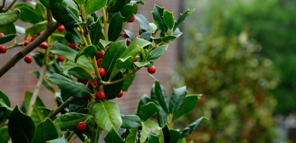 A closeup of an American holly tree.