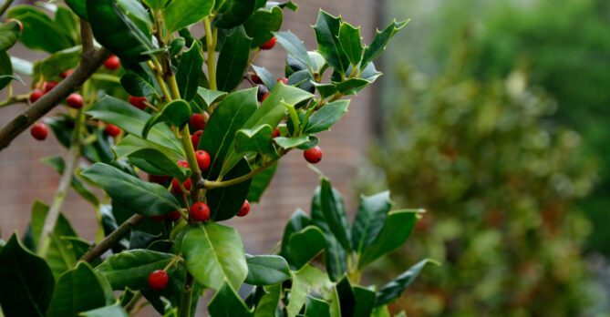 A closeup of an American holly tree.