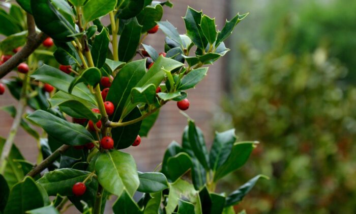 A closeup of an American holly tree.