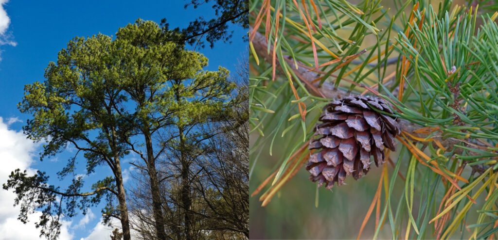 A collage of a loblolly pine tree and a closeup of its cone and needles.