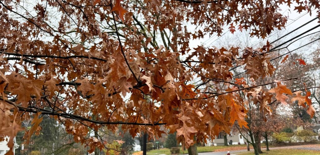 A closeup of an oak tree experiencing marcescence, holding onto its leaves through the winter.