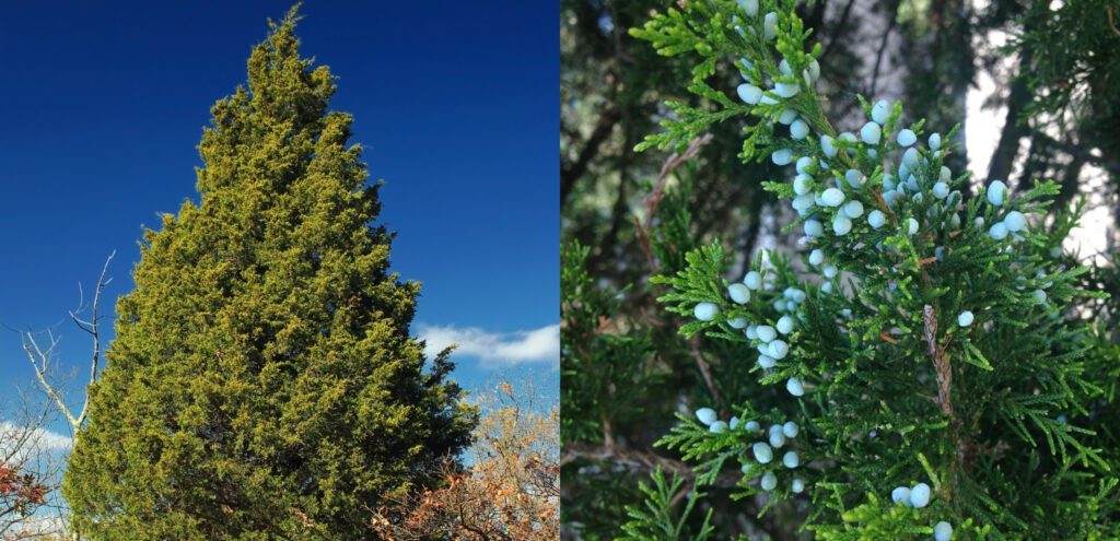 A collage of a red cedar tree and a closeup of its leaves.