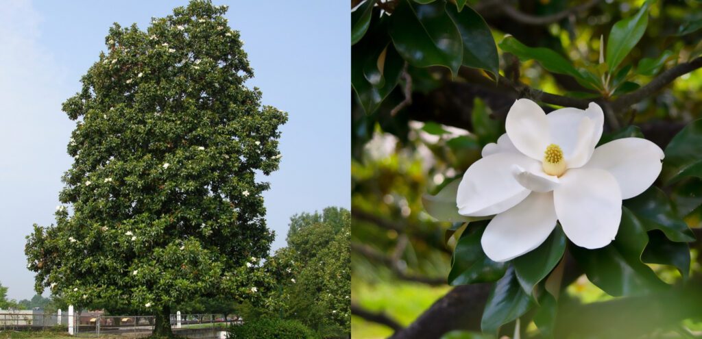 A collage of a southern magnolia tree and a closeup of its leaves and flower.