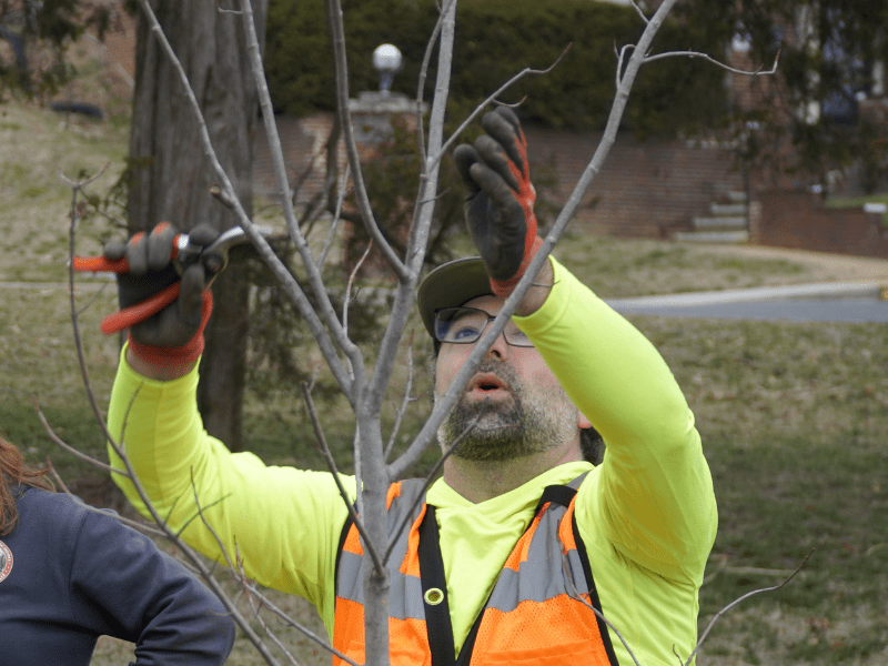 A man pruning a tree with hand pruners