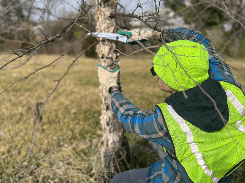 A man pruning with a saw