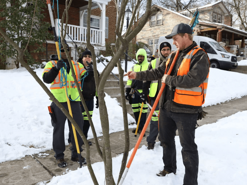 Employees pruning around a tree