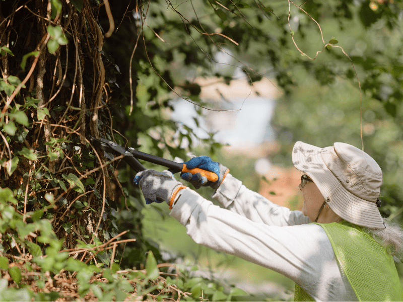 A woman using hedge clippers to remove vines from a tree
