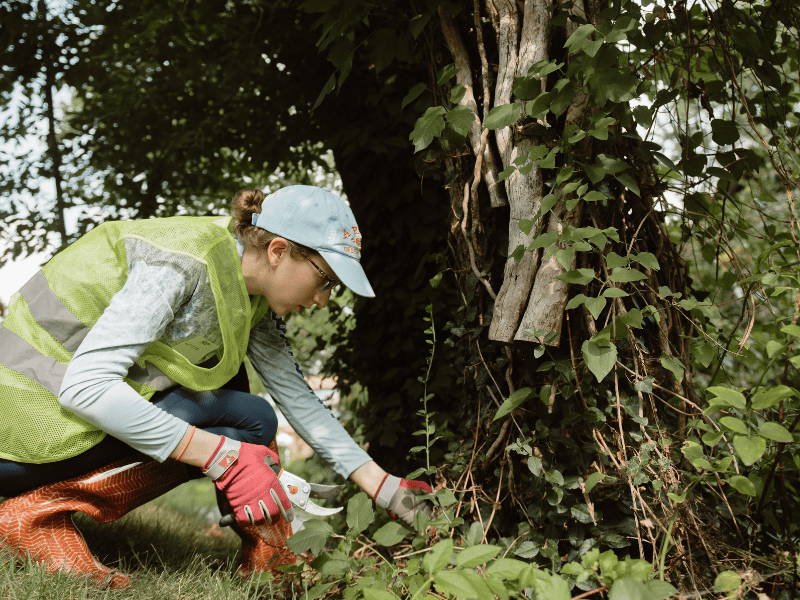 A woman removing invasive vines from a tree