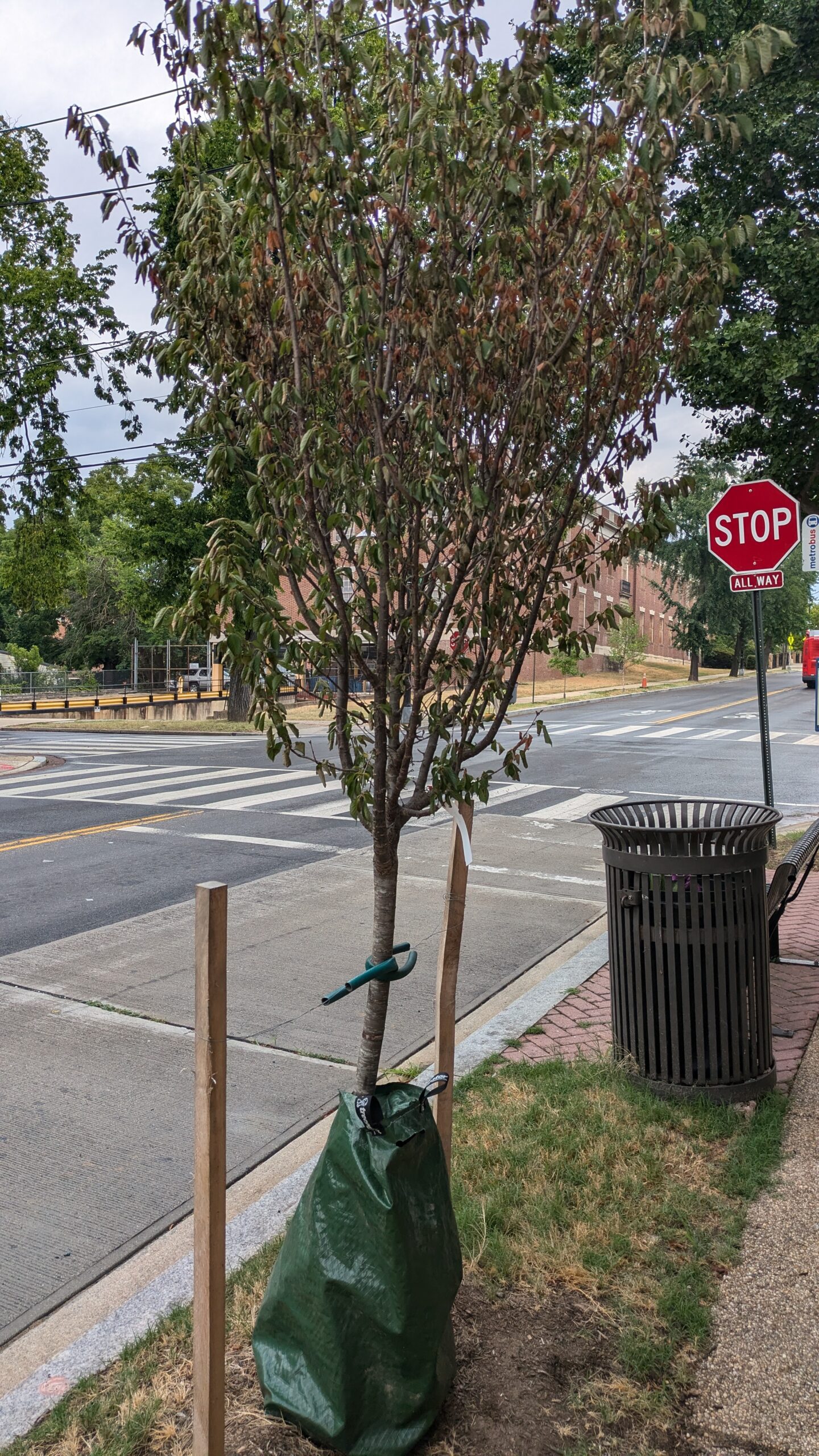 Street Tree in Need of Water